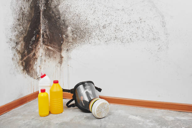 Best Fast Mold Removal  in Osceola, MO
