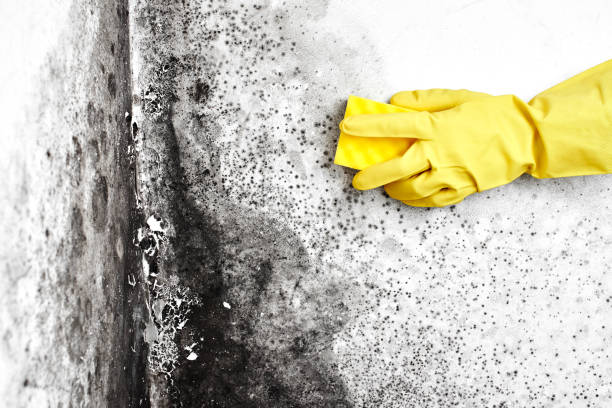 Best Mold Testing  in Osceola, MO
