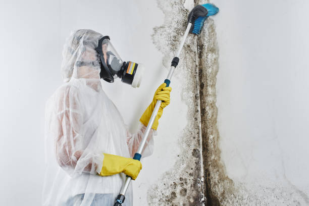 Best Black Mold Removal  in Osceola, MO