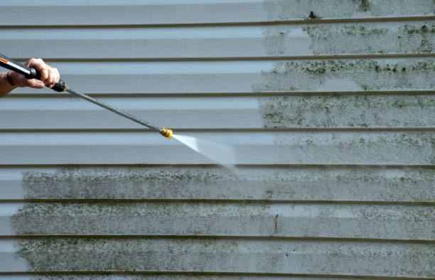 Best Mold Damage Repair  in Osceola, MO