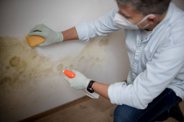 Best Fast Mold Removal  in Osceola, MO