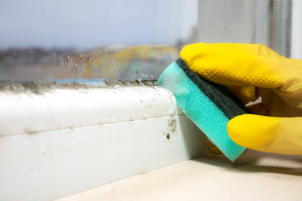 Certified Mold Removal in Osceola, MO