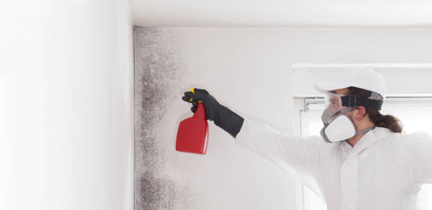 Best Mold Inspection  in Osceola, MO
