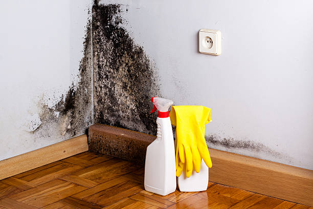 Best Residential Mold Removal  in Osceola, MO