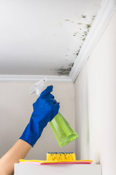Mold Removal Process in Osceola, MO