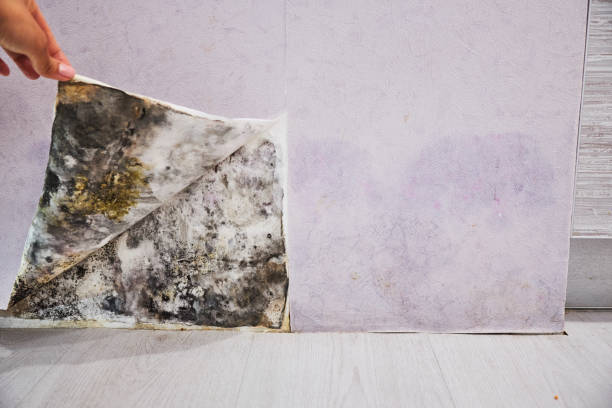 Best Home Mold Removal  in Osceola, MO